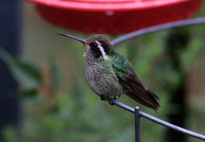 White-eared Hummingbird