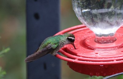 White-eared Hummingbird