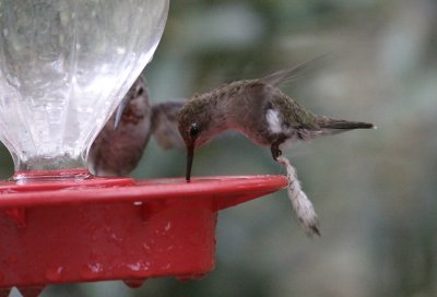 Annas Hummingbird