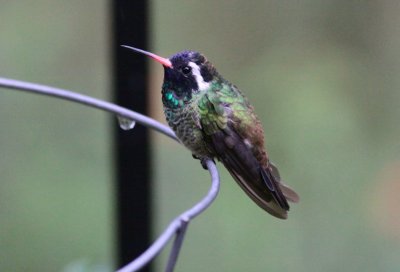 White-eared Hummingbird