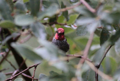 Anna's Hummingbird