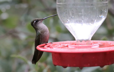 Magnificent Hummingbird