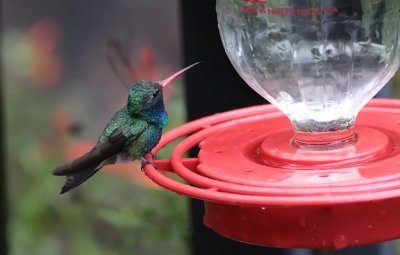 Broad-billed Hummingbird