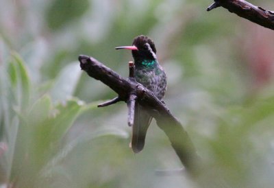 White-eared Hummingbird