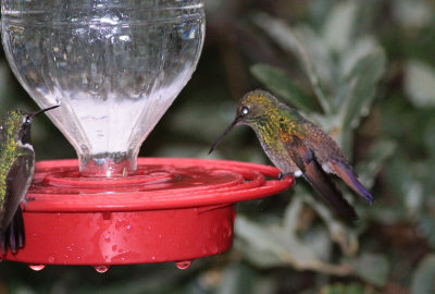 Berylline Hummingbird