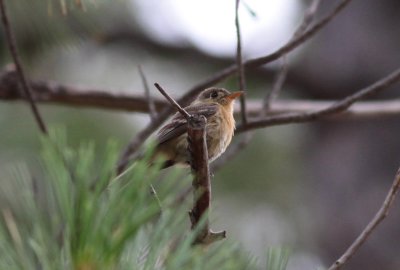 Buff-breasted Flycatcher