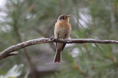 Buff-breasted Flycatcher