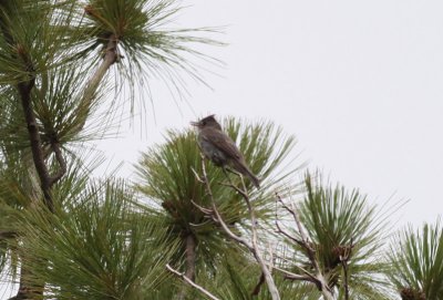 Greater Pewee