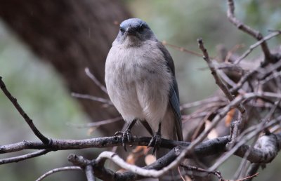 Mexican Jay