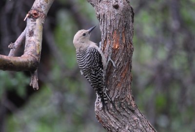 Gila Woodpecker