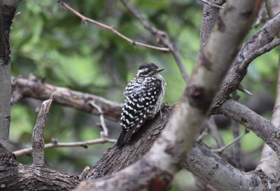 Ladder-backed Woodpecker