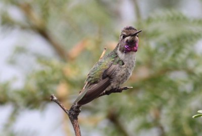 Costa's Hummingbird