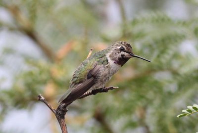 Costa's Hummingbird