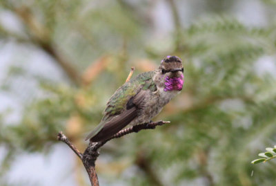 Costa's Hummingbird