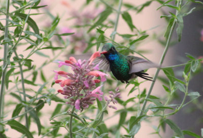 Broad-billed Hummingbird