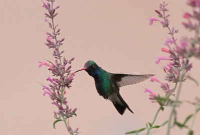 Broad-billed Hummingbird