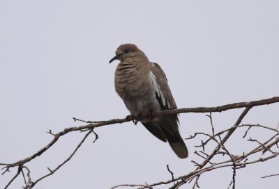 White-winged Dove