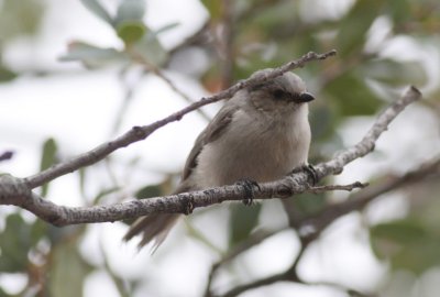 Bushtit