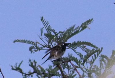 Lucifer Hummingbird