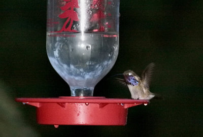 Lucifer Hummingbird