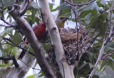 Hepatic Tanagers
