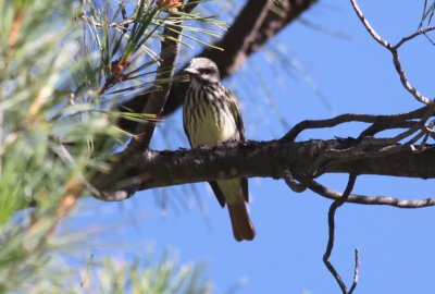 Sulphur-bellied Flycatcher