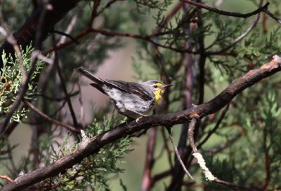 Grace's Warbler