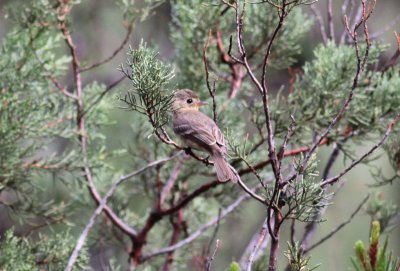 Buff-breasted Flycatcher