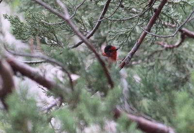 Red-faced Warbler