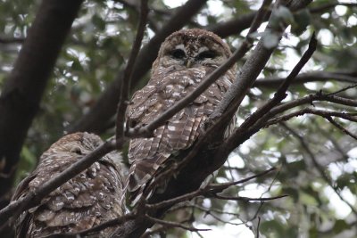 Spotted Owls