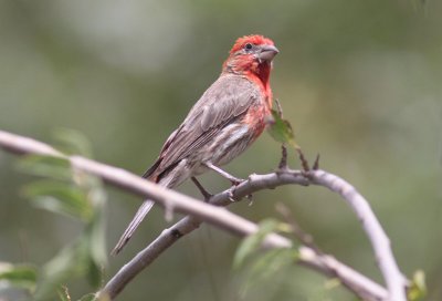 House Finch