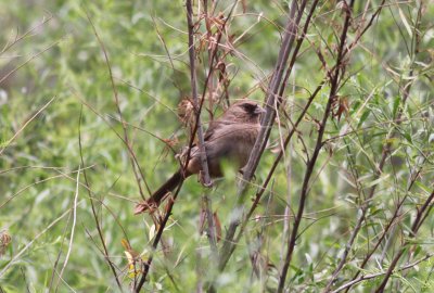 Abert's Towhee