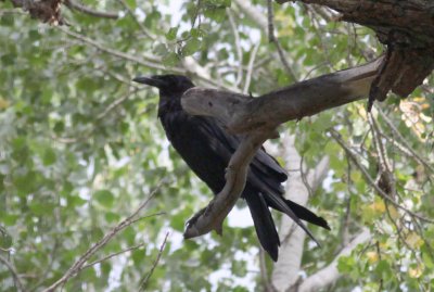 Common Raven