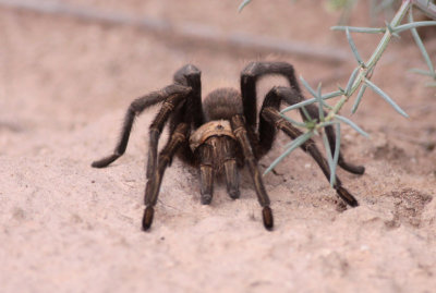 Tarantula sp.