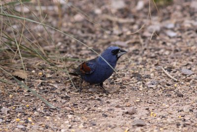 Blue Grosbeak