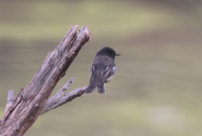 Black Phoebe