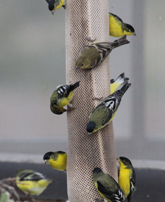 Lesser Goldfinches