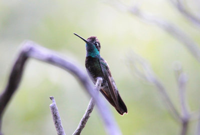 Magnificent Hummingbird