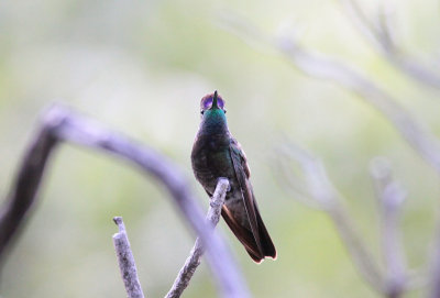 Magnificent Hummingbird