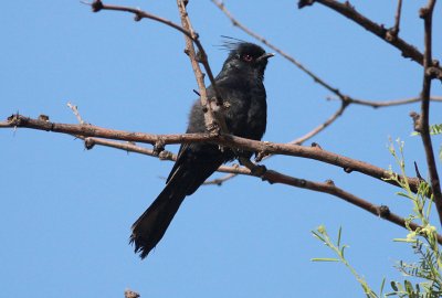 Phainopepla