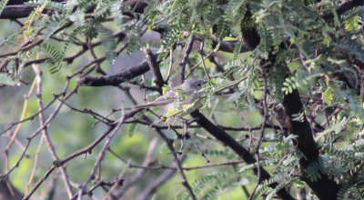 Lucys Warbler