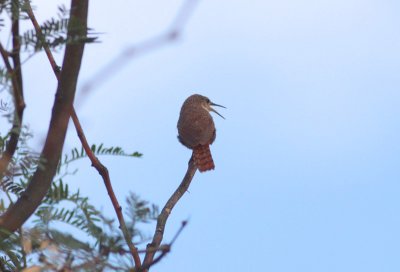 Canyon Wren