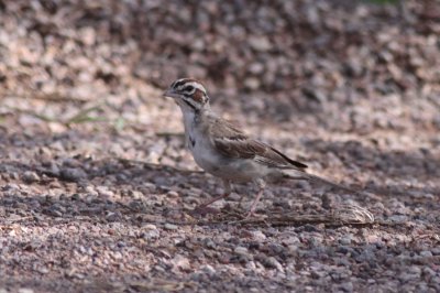 Lark Sparrow