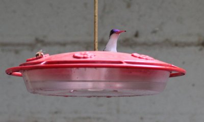 Violet-crowned Hummingbird