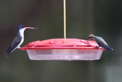 Violet-crowned & Broad-billed Hummingbirds