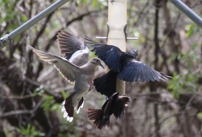 White-winged Dove, Bronzed & Brown-headed Cowbirds