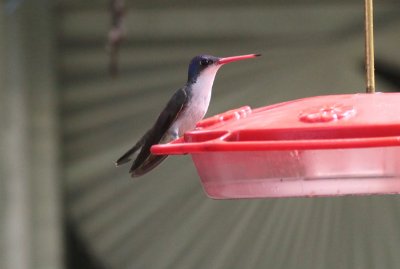 Violet-crowned Hummingbird