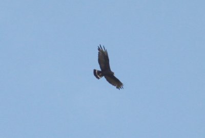 Zone-tailed Hawk