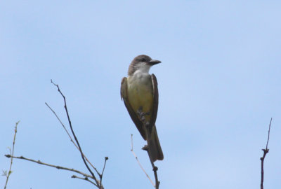 Thick-billed Kingbird