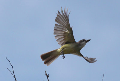 Thick-billed Kingbird